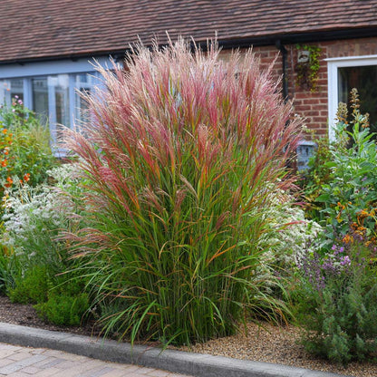 Miscanthus sinensis 'Red Chief' - Siergras