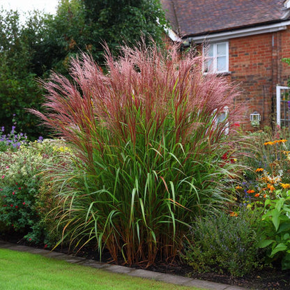 Miscanthus sinensis 'Red Chief' - Siergras