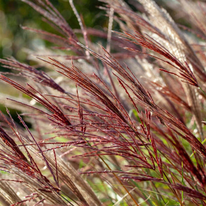 Miscanthus sinensis 'Red Chief' - Siergras