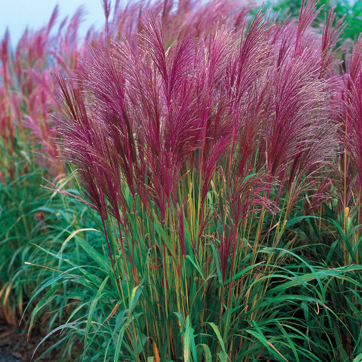 Miscanthus sinensis 'Red Chief' - Siergras