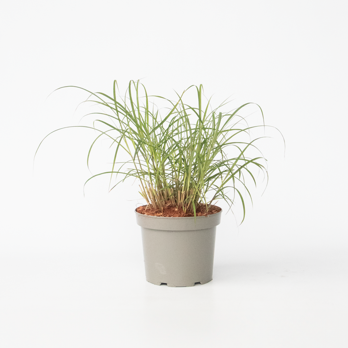 Miscanthus sinensis 'Red Chief' - Siergras