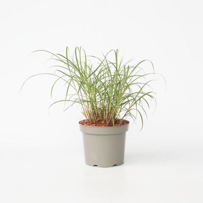 Miscanthus sinensis 'Red Chief' - Siergras