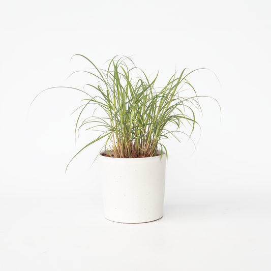 Miscanthus sinensis 'Red Chief' - Siergras