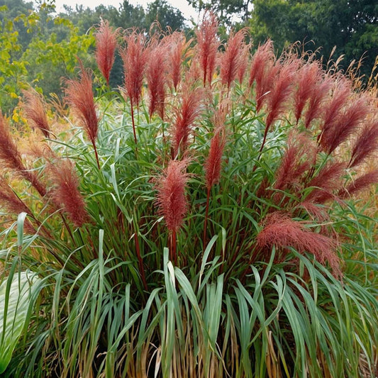 Miscanthus sinensis Red Chief - Siergras - Set van 2