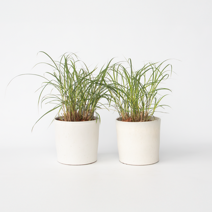 Miscanthus sinensis Red Chief - Siergras - Set van 2