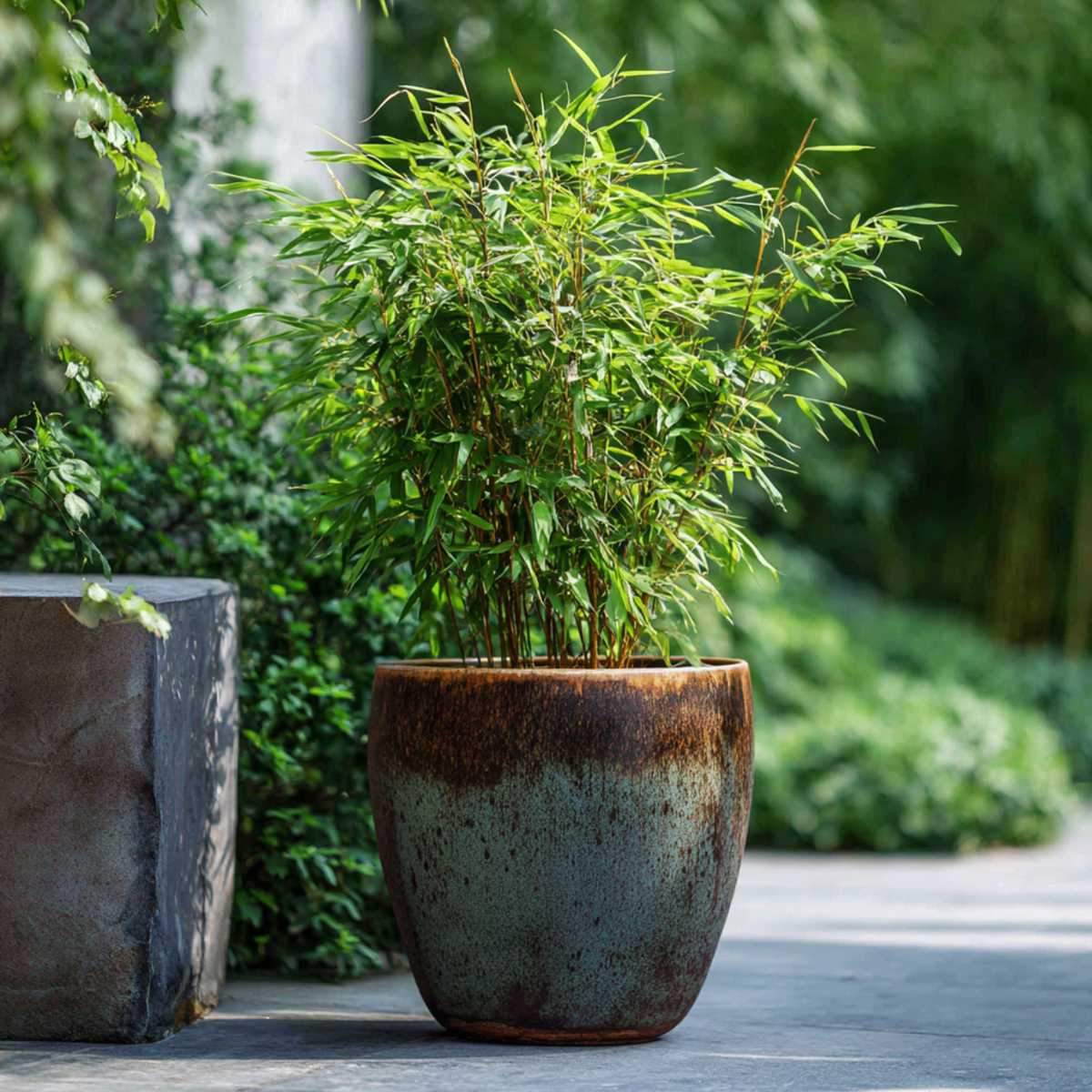 Fargesia 'Red Dragon' - Rode Bamboe