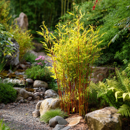 Fargesia 'Red Dragon' - Set van 2 - Rode Bamboe