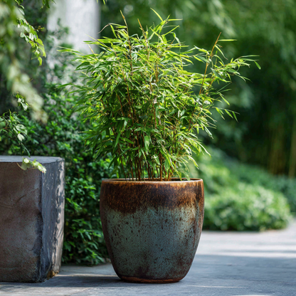 Fargesia 'Red Dragon' - Set van 4 - Rode Bamboe