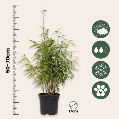 Fargesia 'Red Dragon' - Set van 4 - Rode Bamboe