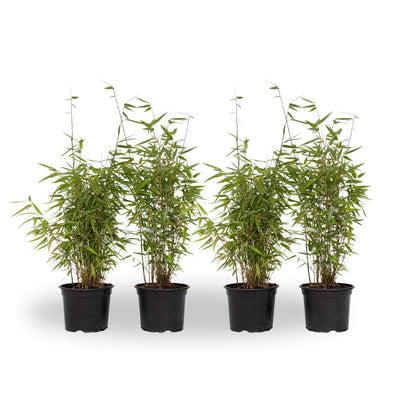 Fargesia 'Red Dragon' - Set van 4 - Rode Bamboe