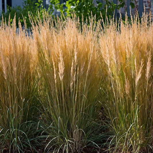 Calamagrostis 'Karl Foerster' - Siergras