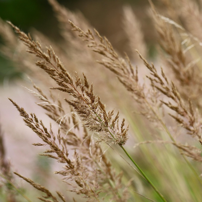 Calamagrostis 'Karl Foerster' - Siergras