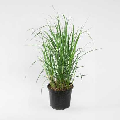 Calamagrostis 'Karl Foerster' - Siergras