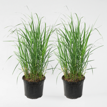 Calamagrostis 'Karl Foerster' - Set van 2 - Siergras
