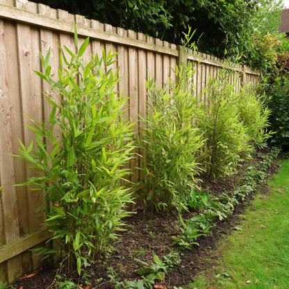 Fargesia Gansu - Bamboe