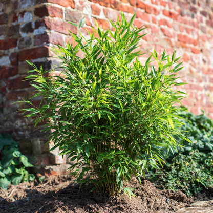 Fargesia Gansu - Set van 2 - Bamboe