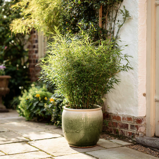 Fargesia Gansu - Set van 6 - Bamboe