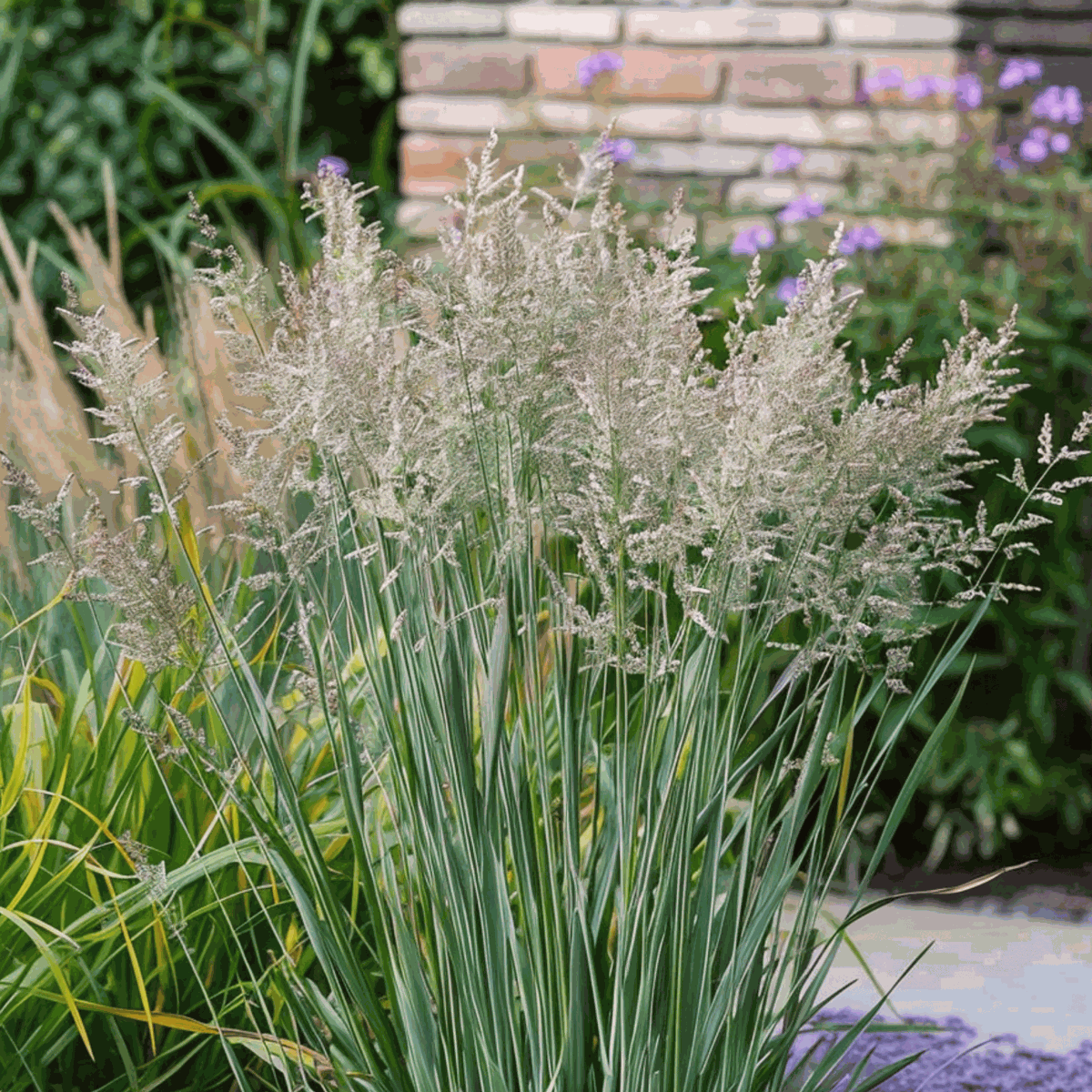 Panicum virgatum 'Heavy Metal' - Set van 2 - Vingergras