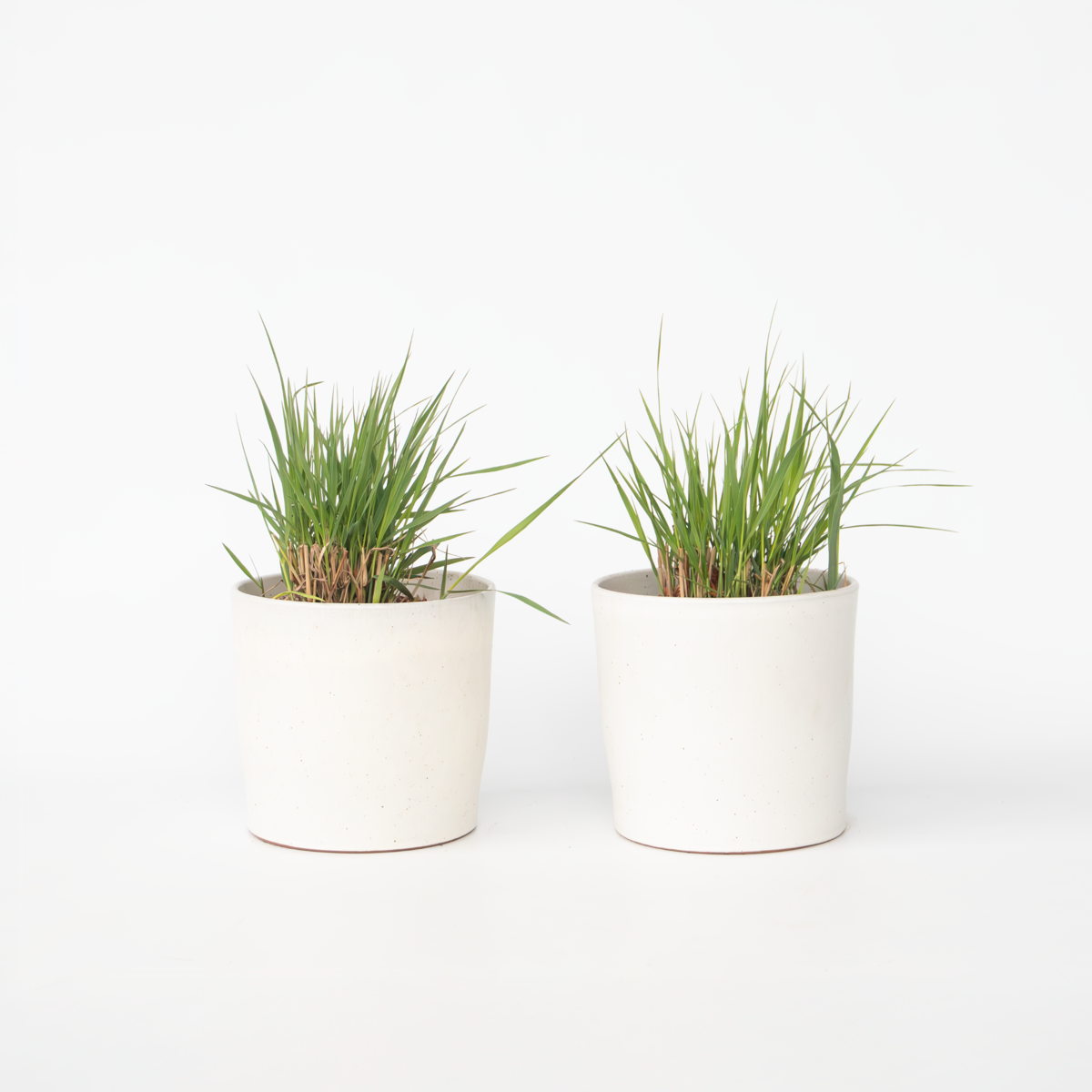 Panicum virgatum 'Heavy Metal' - Set van 2 - Vingergras