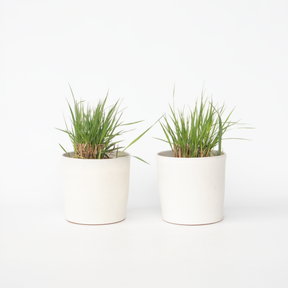 Panicum virgatum 'Heavy Metal' - Set van 2 - Vingergras