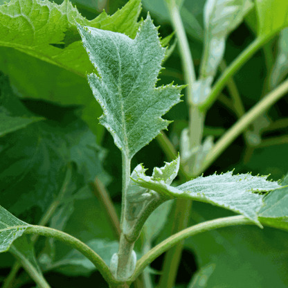 Hydrangea 'Ice Crystal' - Hortensia