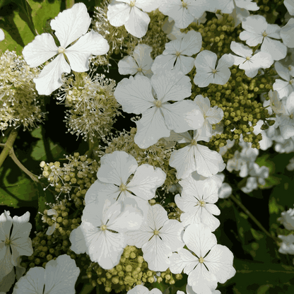 Hydrangea 'Ice Crystal' - 2 Stuks - Hortensia