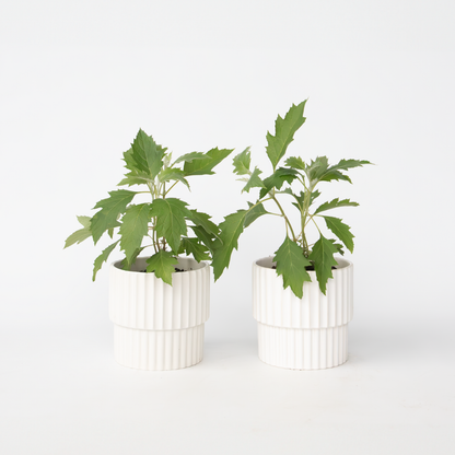 Hydrangea 'Ice Crystal' - 2 Stuks - Hortensia