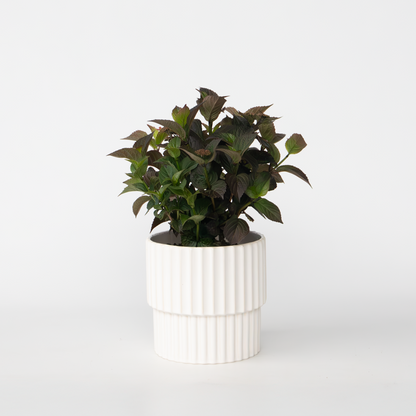 Hydrangea 'Dare Devil' - Hortensia