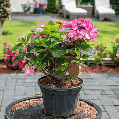 Hydrangea 'Dare Devil' - 2 Stuks - Hortensia