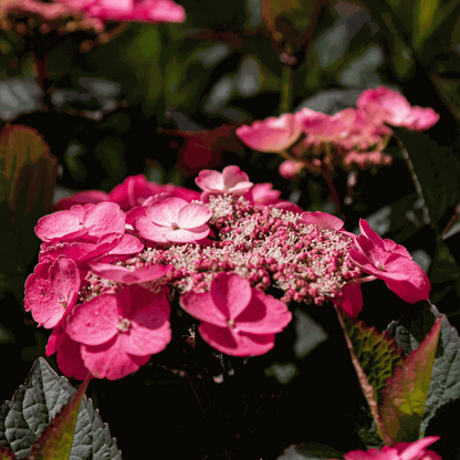 Hydrangea 'Dare Devil' - 2 Stuks - Hortensia