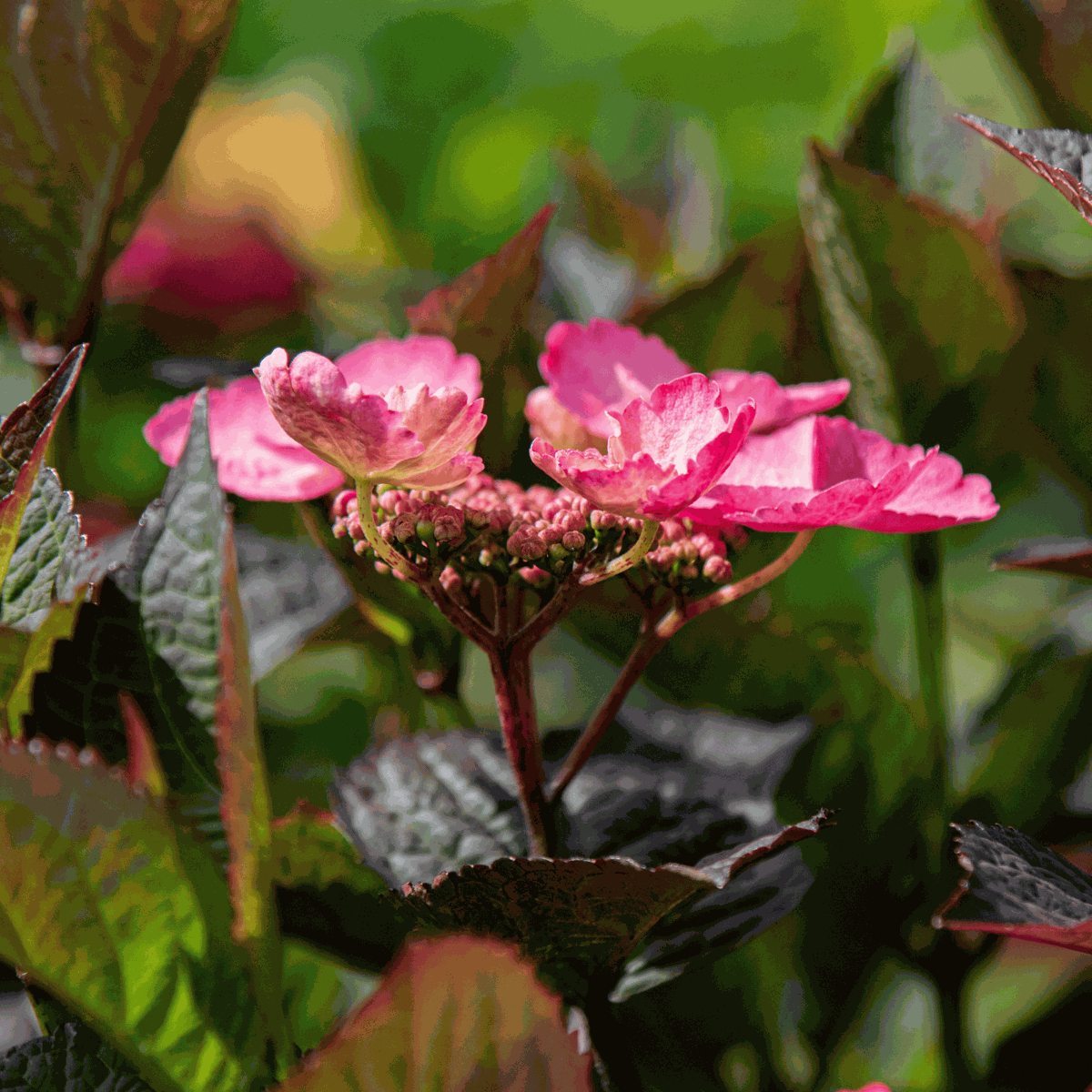 Hydrangea 'Dare Devil' - 2 Stuks - Hortensia