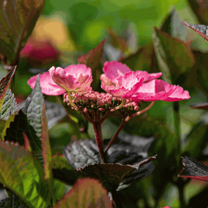 Hydrangea 'Dare Devil' - 2 Stuks - Hortensia