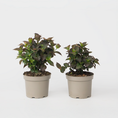 Hydrangea 'Dare Devil' - 2 Stuks - Hortensia
