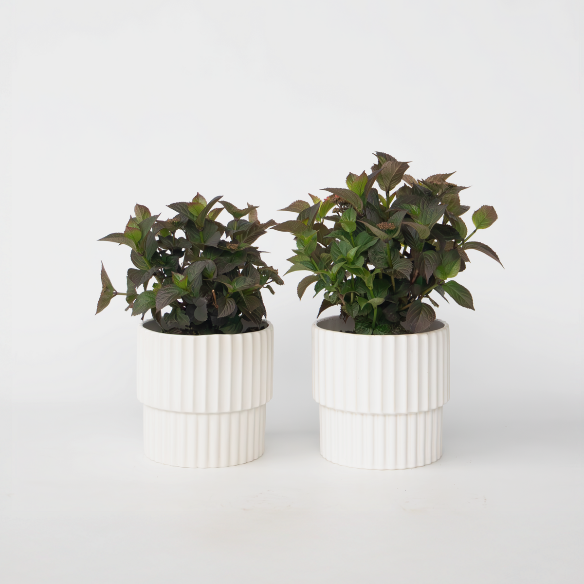 Hydrangea 'Dare Devil' - 2 Stuks - Hortensia