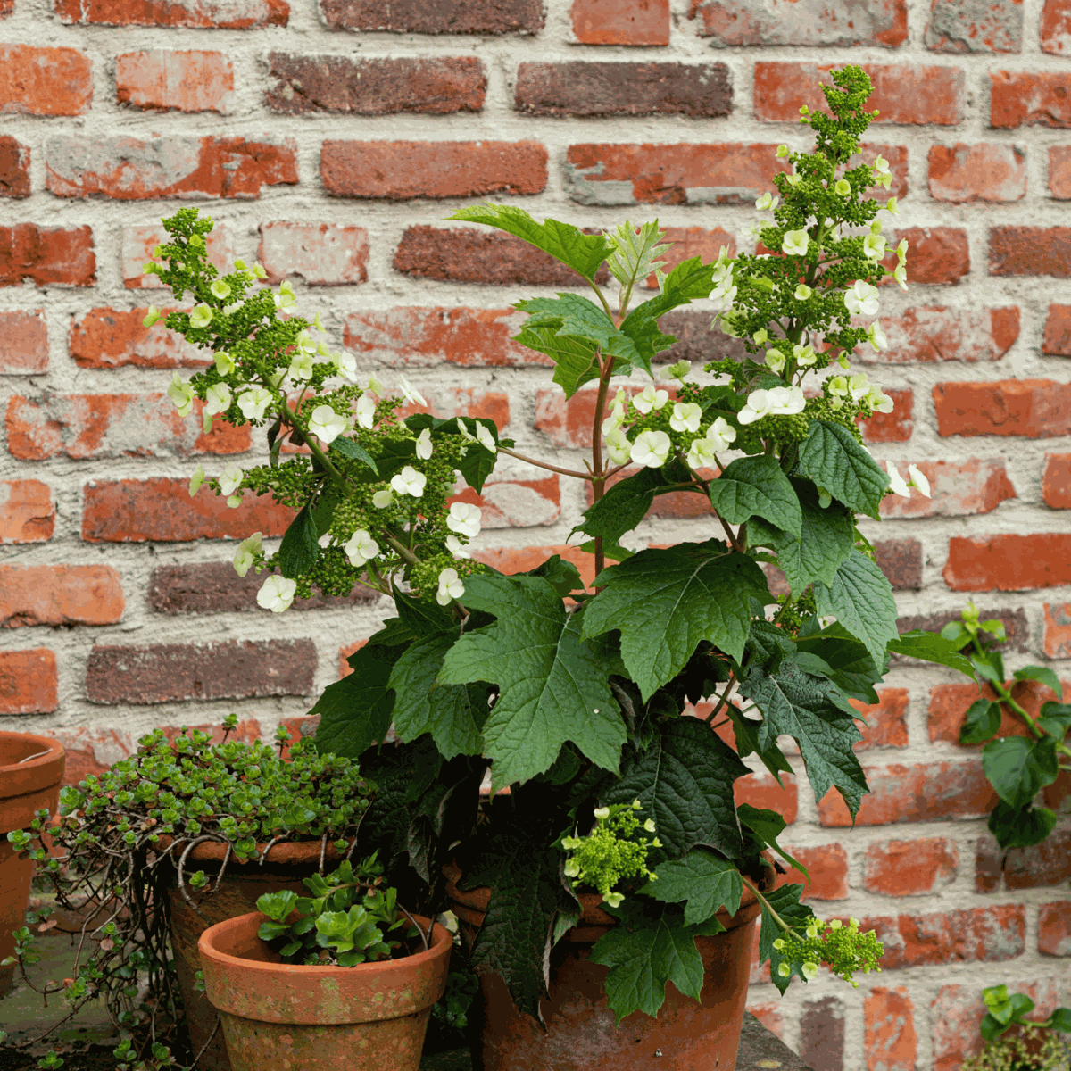 Hydrangea 'Toy Soldier' - Hortensia