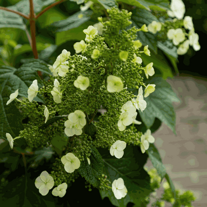 Hydrangea 'Toy Soldier' - Hortensia