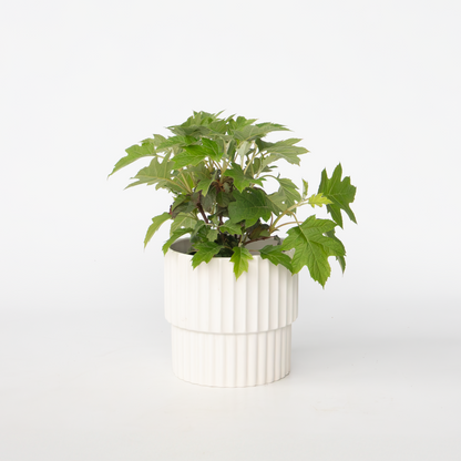 Hydrangea 'Toy Soldier' - Hortensia