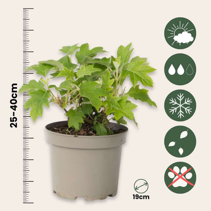 Hydrangea 'Toy Soldier' - Hortensia