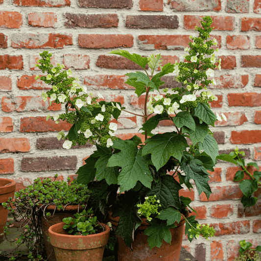Hydrangea 'Toy Soldier' - 2 Stuks - Hortensia