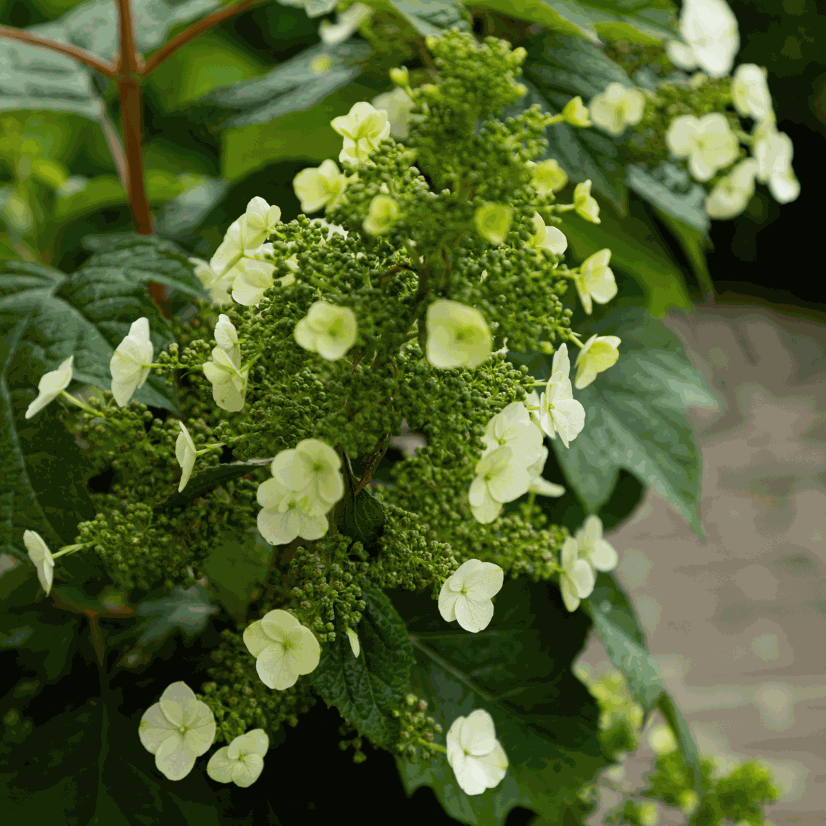 Hydrangea 'Toy Soldier' - 2 Stuks - Hortensia