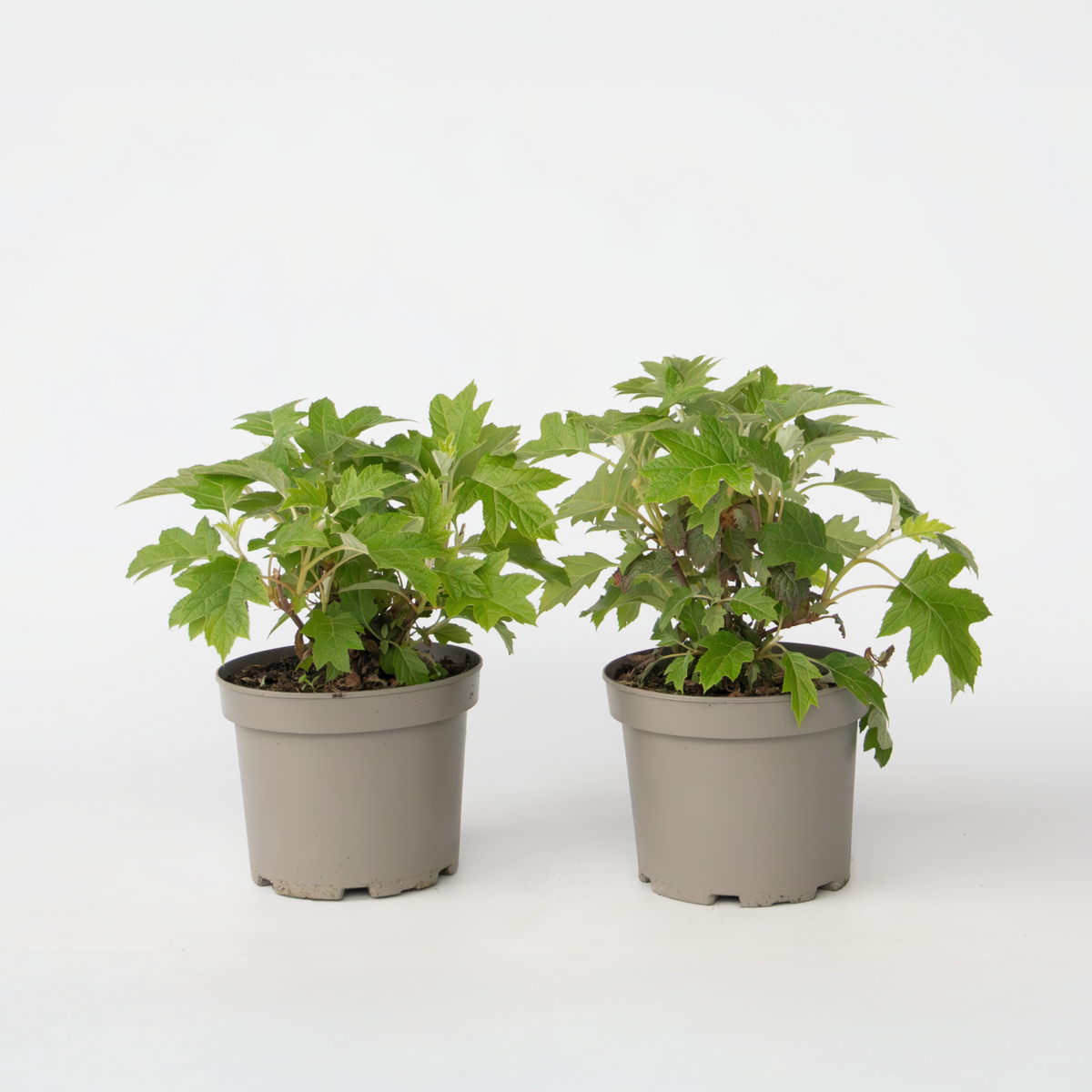 Hydrangea 'Toy Soldier' - 2 Stuks - Hortensia