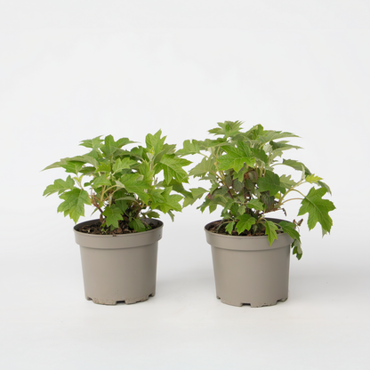 Hydrangea 'Toy Soldier' - 2 Stuks - Hortensia