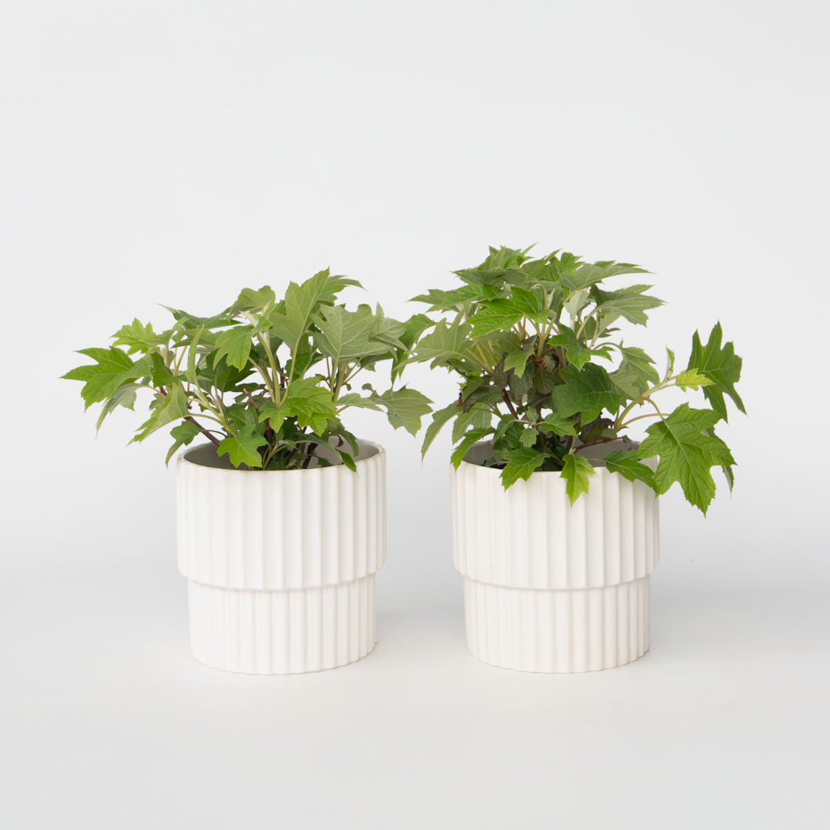 Hydrangea 'Toy Soldier' - 2 Stuks - Hortensia