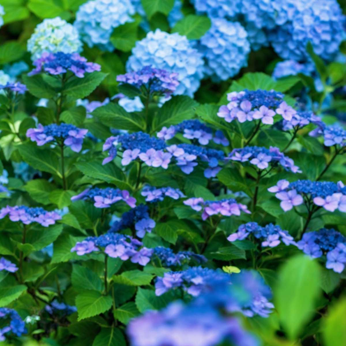 Hydrangea 'Zomerglans' - Set van 2 - Hortensia