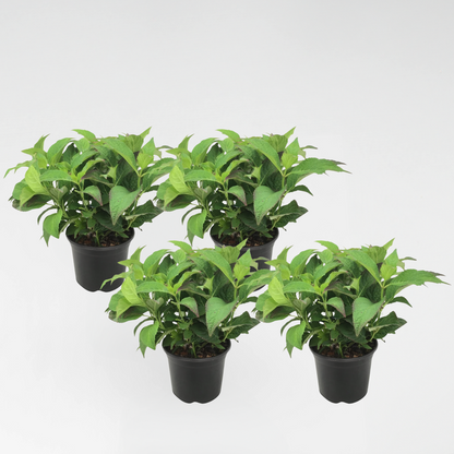 Hydrangea 'Zomerglans' - Set van 4 - Hortensia