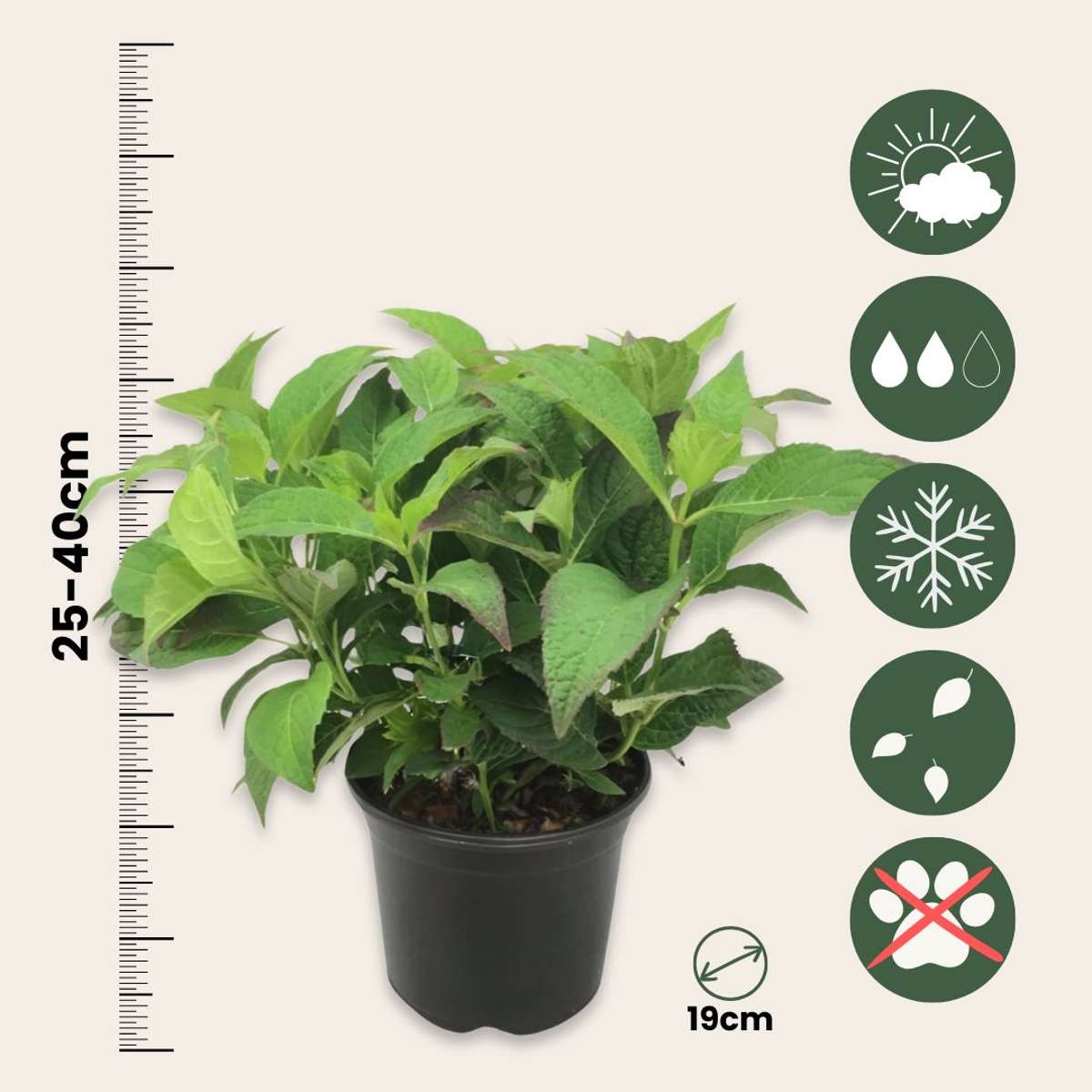 Hydrangea 'Zomerglans' - Set van 4 - Hortensia