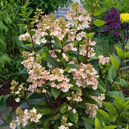 Hydrangea Early Harry - Set van 2 - Hortensia