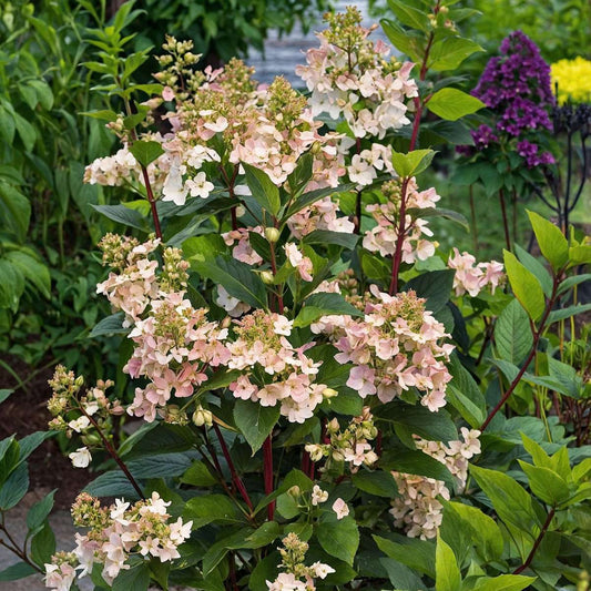 Hydrangea Early Harry - Pluimhortesia