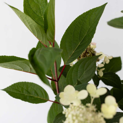 Hydrangea Early Harry - Pluimhortesia