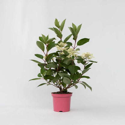 Hydrangea Early Harry - Pluimhortesia